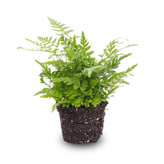 Varen – Athyrium spicatum – Terrarienpflanze – Topfgröße 6