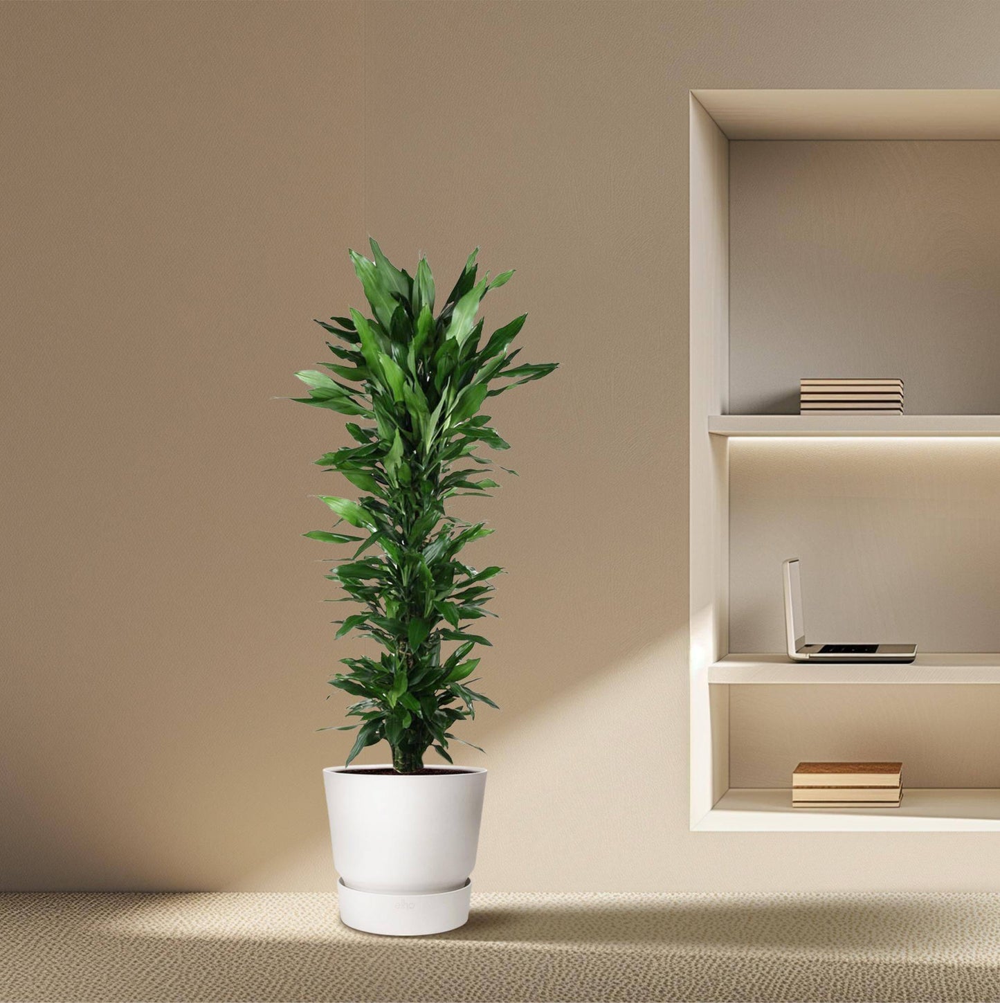 Dracaena Janet Lind verzweigt – 170 cm – Ø34 - Botanic-Vibes