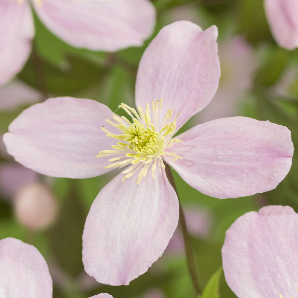 Kletterpflanze, Clematis montana Rubens, Blüte Rosa, Frühblühend, Wenig Pflege, 2 Pflanzen, Topf 11 cm 40 cm