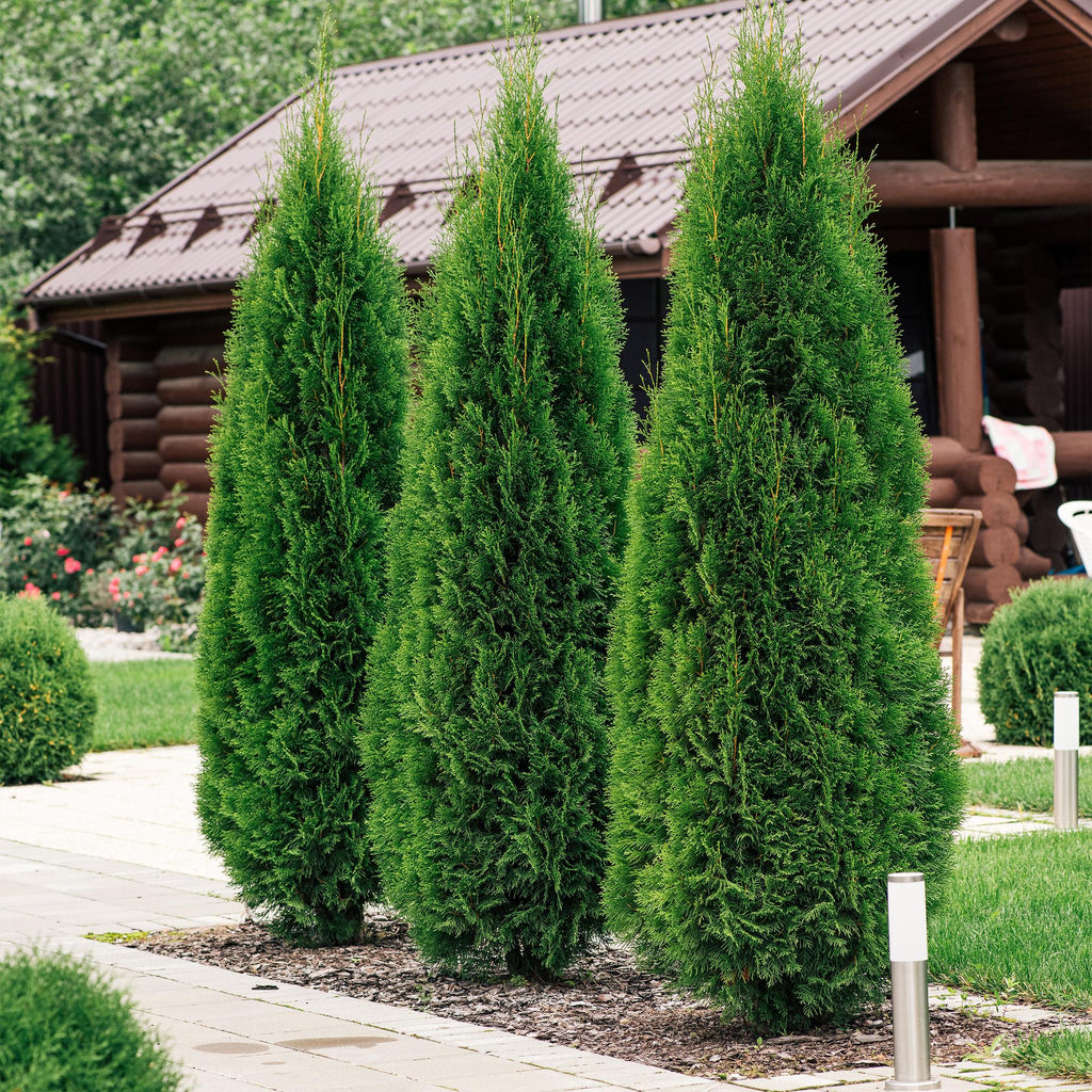 Heckenpflanzen, Thuja occidentalis Smaragd, Blatt grün, 8 Pflanzen, 1 laufender Meter, immergrün, Topf 9 cm 30 cm