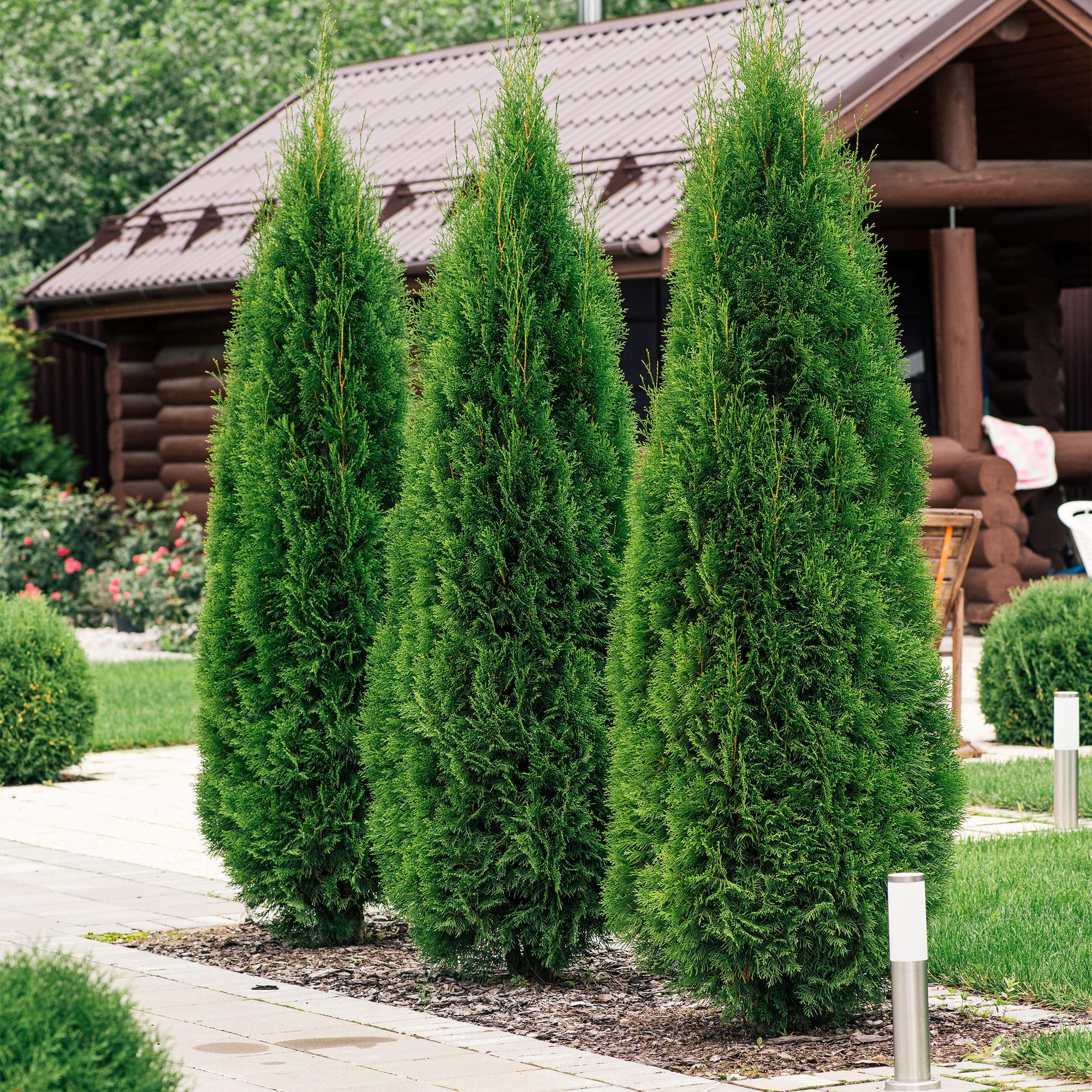 Heckenpflanzen, Thuja occidentalis Smaragd, Blatt grün, 8 Pflanzen, 1 laufender Meter, immergrün, Topf 9 cm 30 cm