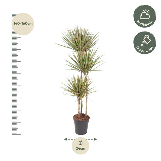 Dracaena bicolor – 150 cm – ø24 - Botanic-Vibes