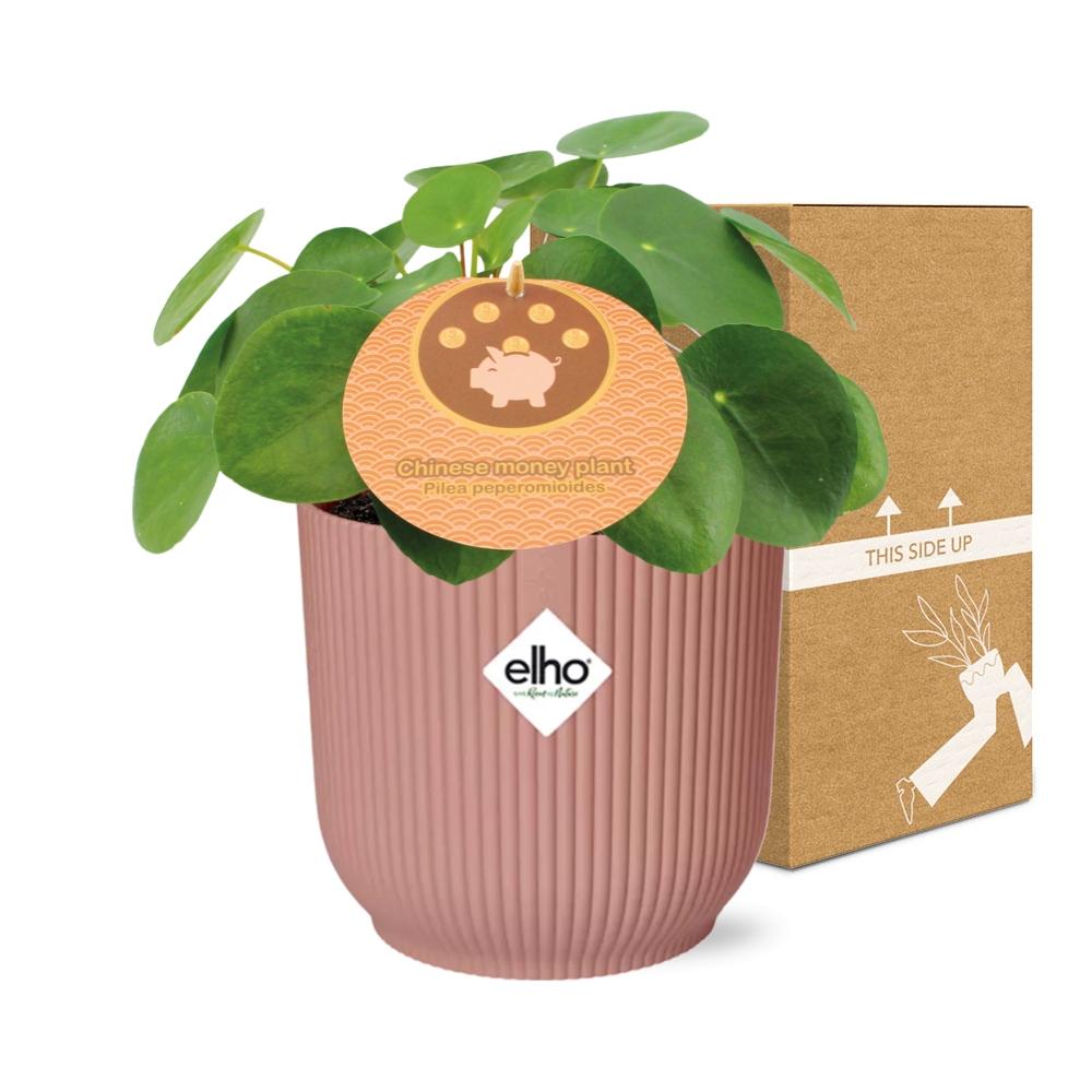 Mother's Day, Pilea Peperomioides 12 cm im ELHO Vibes Fold, 14 cm, rosa
