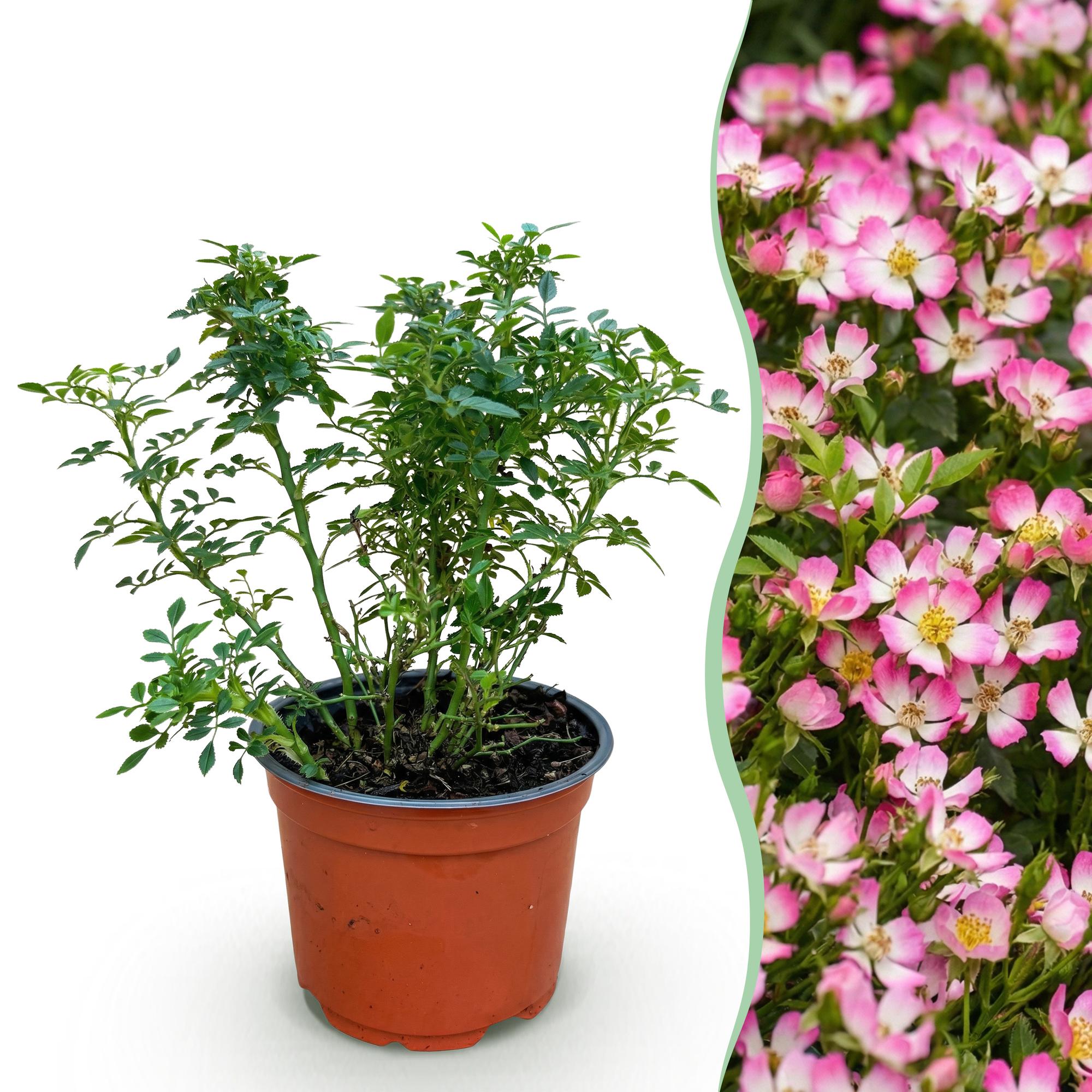 Gartenrose, Rosa Cutie Pie, Rose, Winterhart, Rosa, 1 Pflanze, Topf 12 cm, 20-25 cm