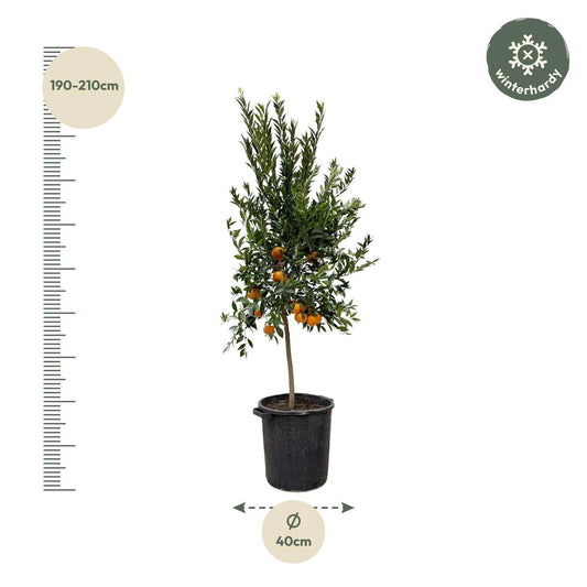 Citrus Mandarino – 200 cm – Ø40 - Botanic-Vibes