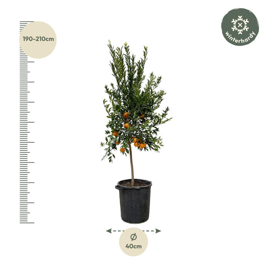 Citrus Mandarino – 200 cm – Ø40