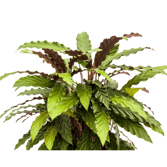 Calathea Rufibarba Ø27cm - ↕60 - 80cm - Botanic-Vibes