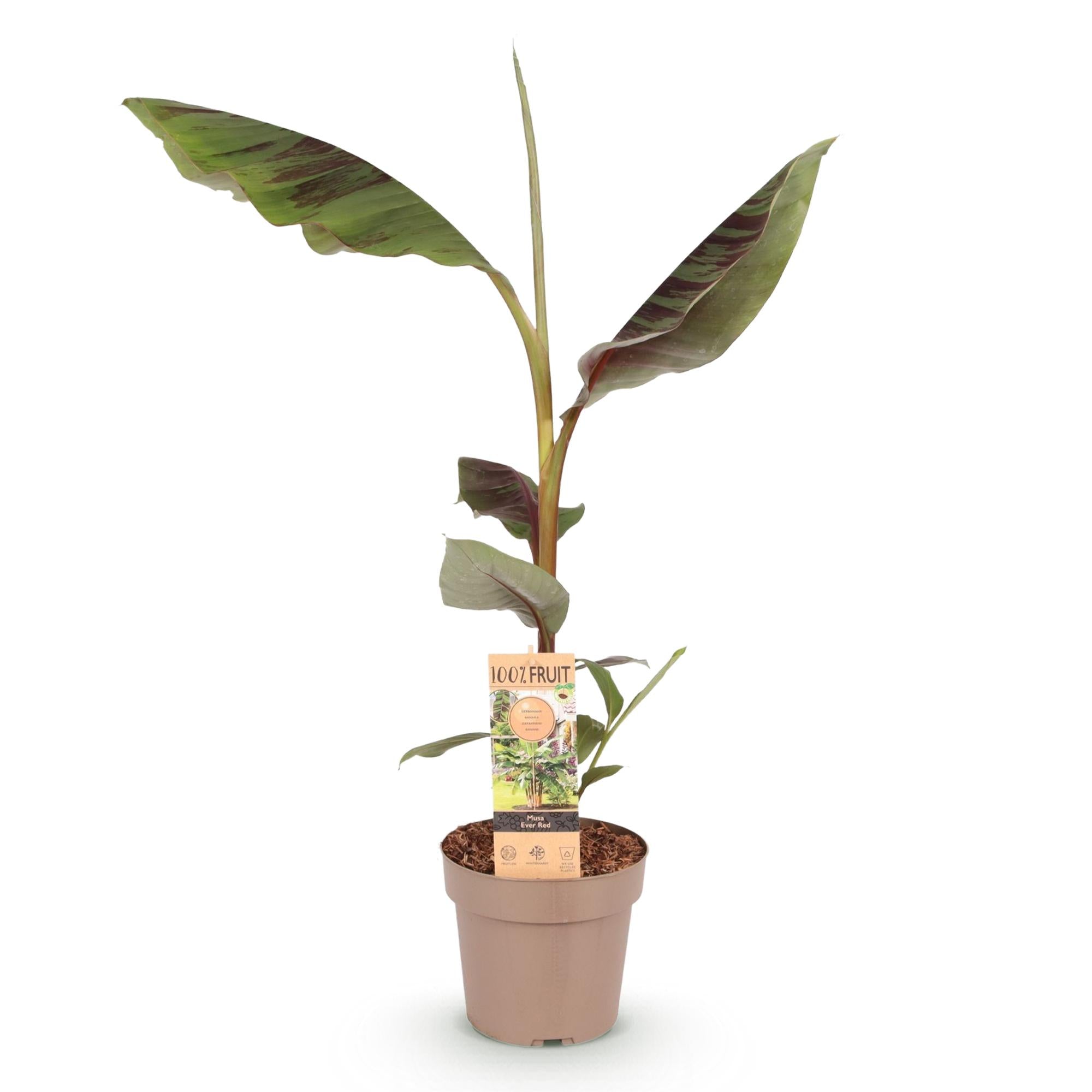 Fruchtpflanze, Musa Ever Rot, Bananenbaum, Winterhart, Grün-Rot, 1 Pflanze, Topf 21 cm, 70-90 cm