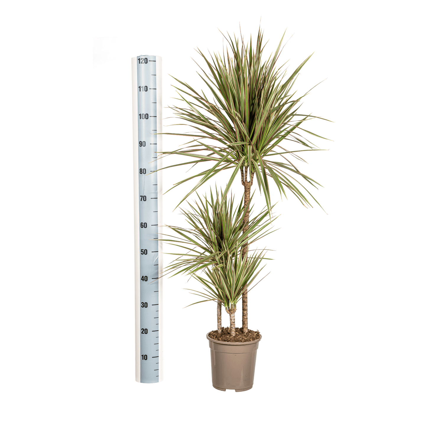 Dracaena Marginata Bicolor Ø21cm - ↕110 - 130cm - Botanic-Vibes