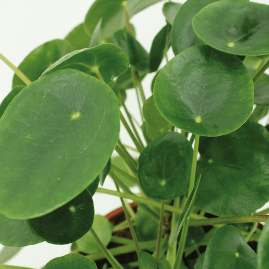 2x Kokodama Pilea Peperomiodes, Pfannkuchenpflanze, 20 cm, Ø15 cm