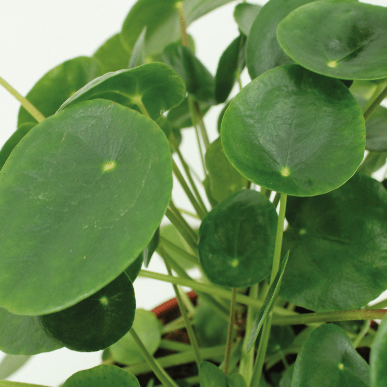 2x Kokodama Pilea Peperomiodes, Pfannkuchenpflanze, 20 cm, Ø15 cm