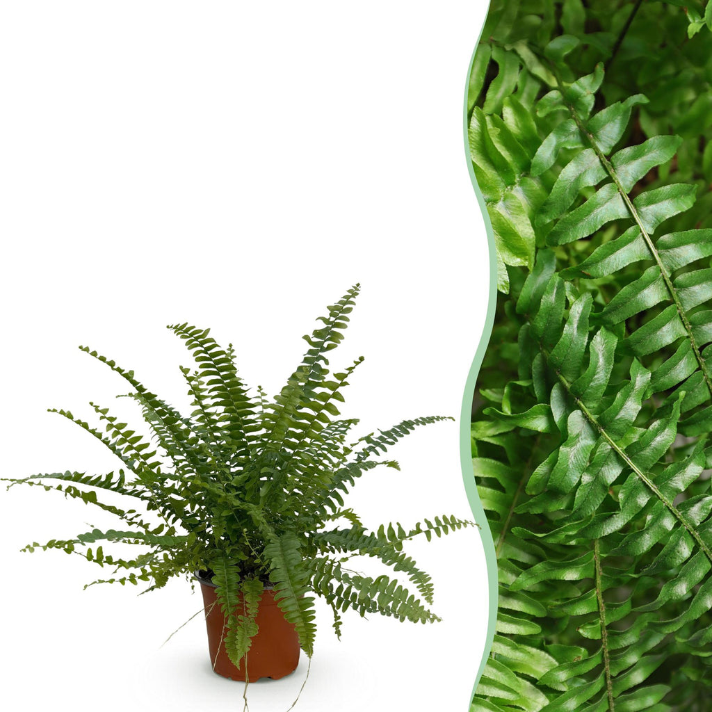 Green boutiQ, Zimmerpflanze, Nephrolepsis exaltata Green Lady, Farn, Haustierfreundliche Pflanze, Grün, Topf 12cm, Höhe 25cm