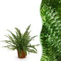 Green boutiQ, Zimmerpflanze, Nephrolepsis exaltata Green Lady, Farn, Haustierfreundliche Pflanze, Grün, Topf 12cm, Höhe 25cm
