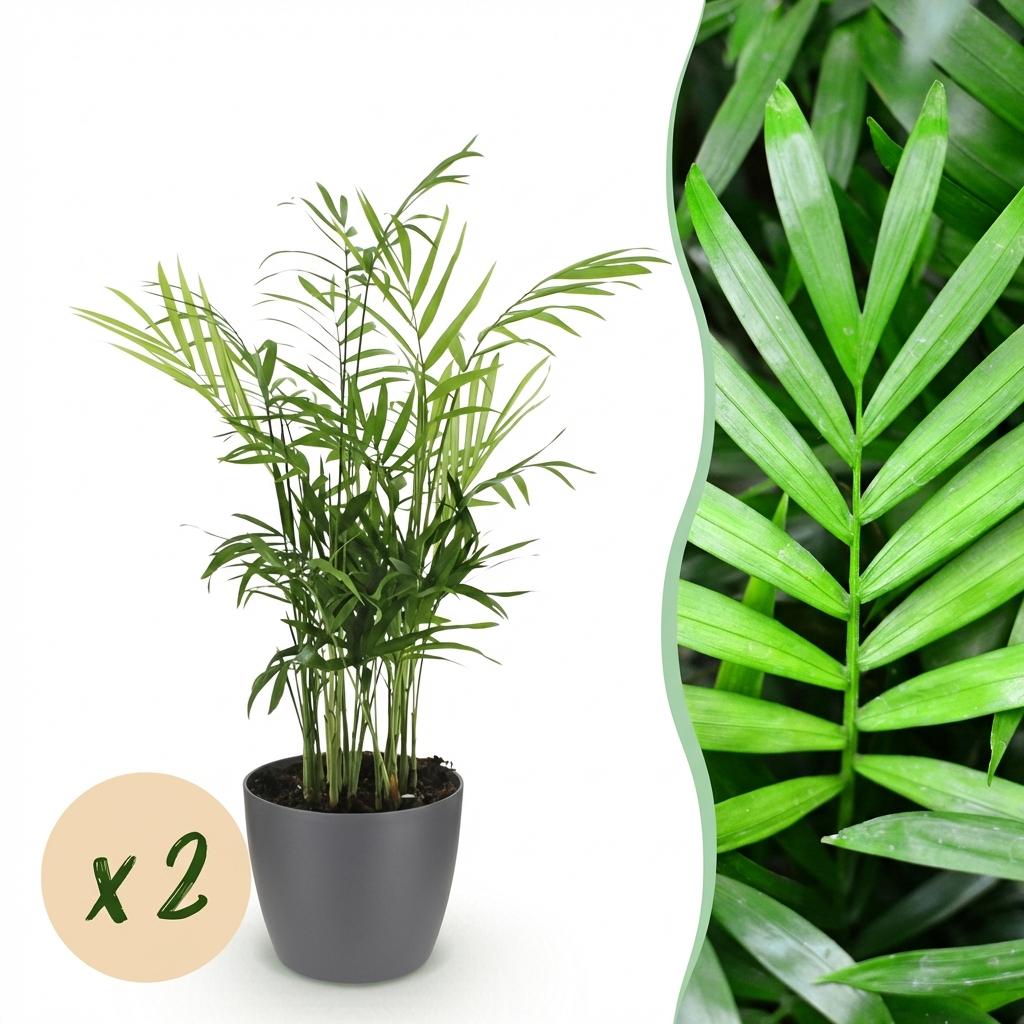 Green boutiQ, Zimmerpflanze, Chamaedorea elegans, Goldpalme, Haustierfreundliche Pflanze, Grün, Topf 12cm, Höhe 15cm