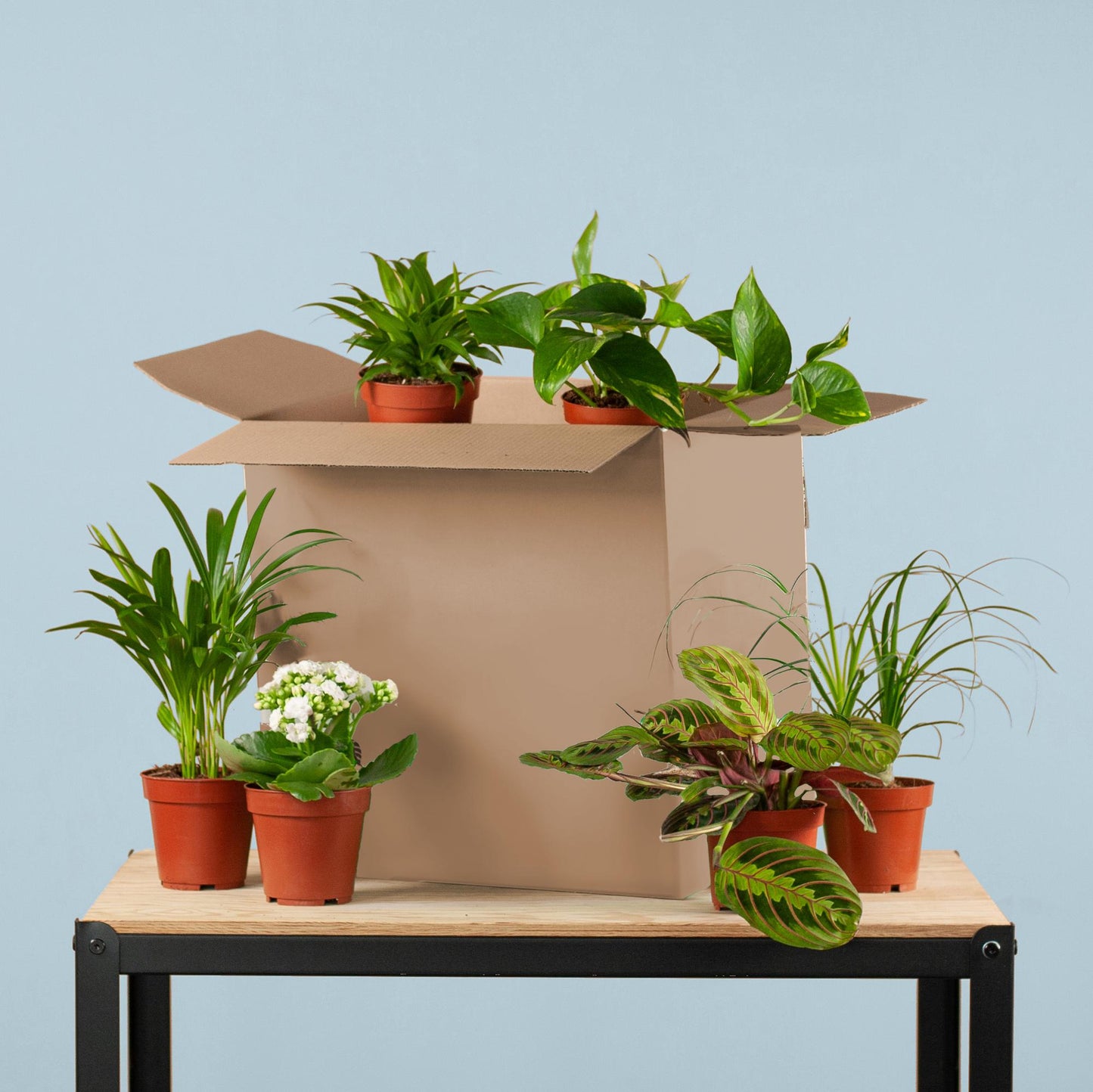Green misfitbox: zimmerpflanzen 6er set