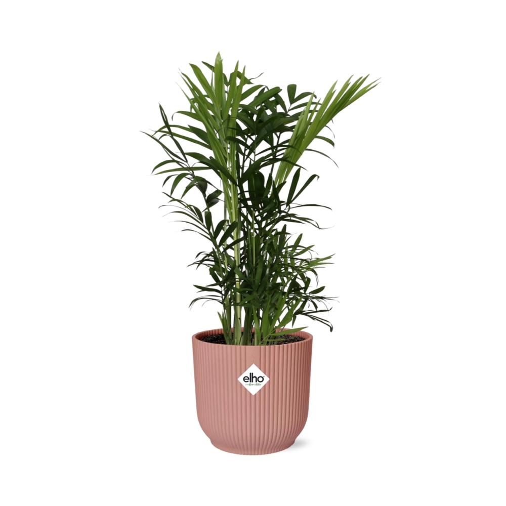 Chamaedorea Elegans im ELHO Vibes Fold, 14 cm, rosa
