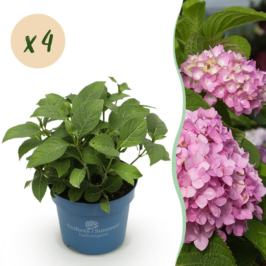 Green boutiQ, Gartenpflanze, Hydrangea Endles Summer The Original Pink, Hortensie, Winterhart, Rosa, Topf 14cm, Höhe 20, 25cm