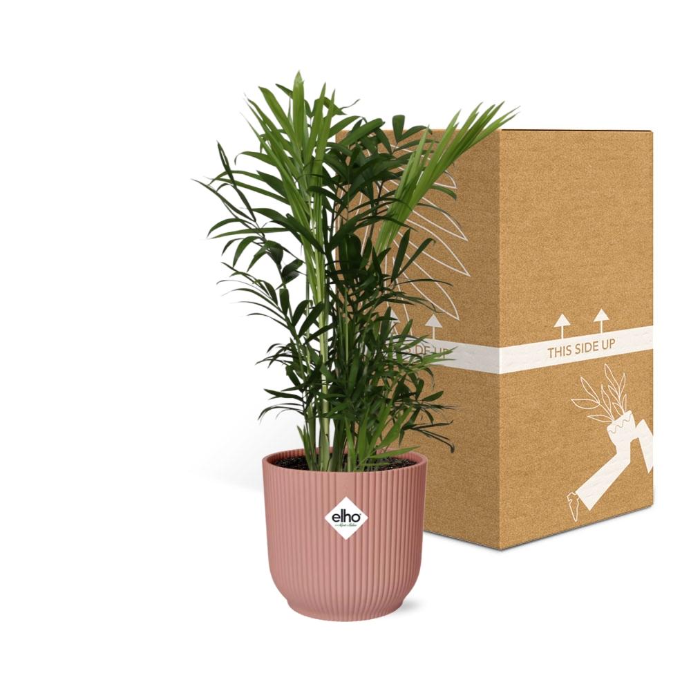 Chamaedorea Elegans im ELHO Vibes Fold, 14 cm, rosa