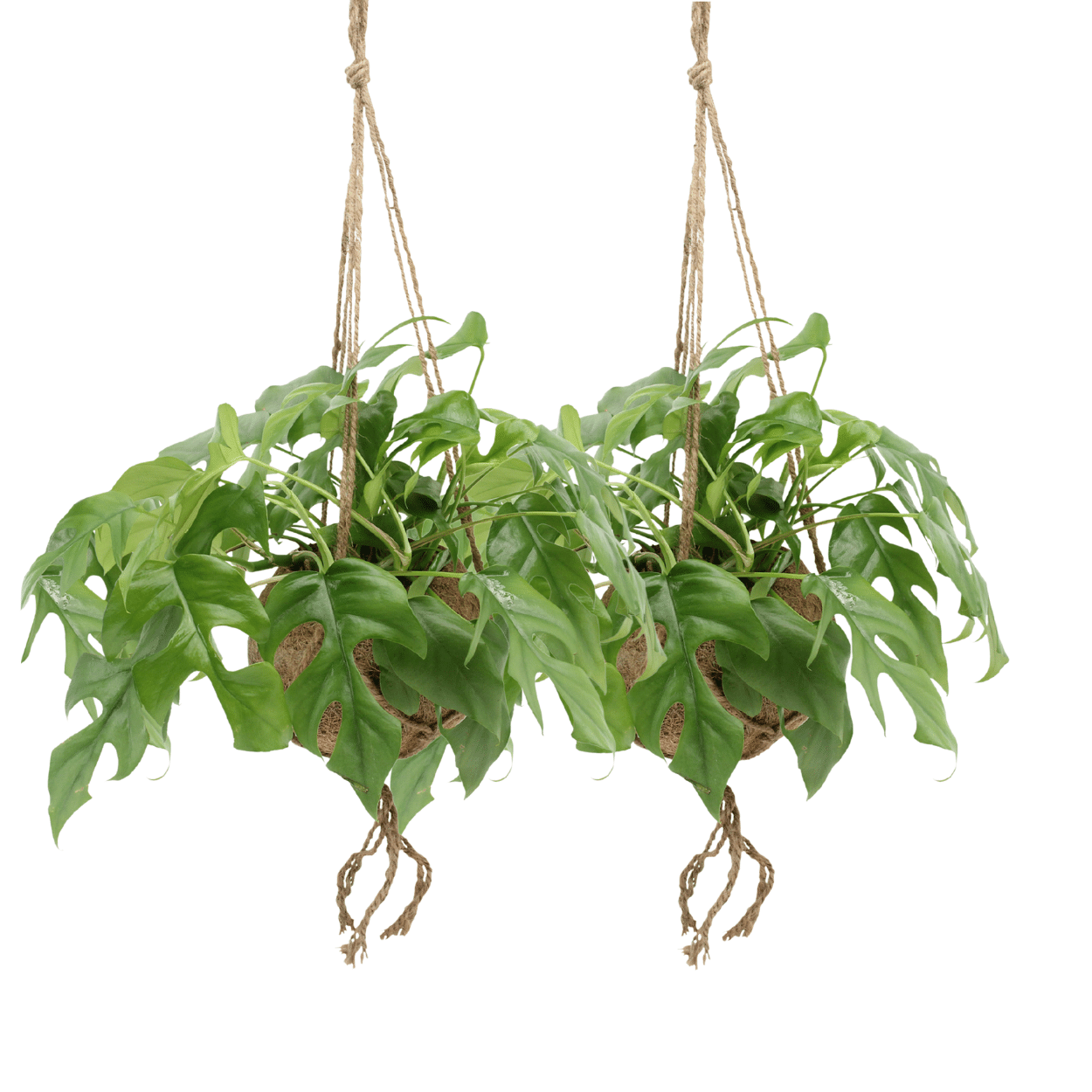 Kokodama Monstera Minima Hang (Lochpflanze), 2 Stücke, Ø15 cm, 25 cm