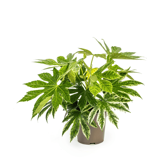 Fatsia Japonica Spider's Web Ø19cm - ↕40 - 50cm - Botanic-Vibes