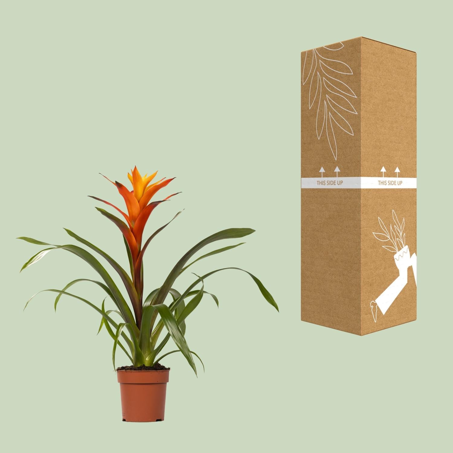 Guzmania Variada, Ø12 cm Höhe 50
