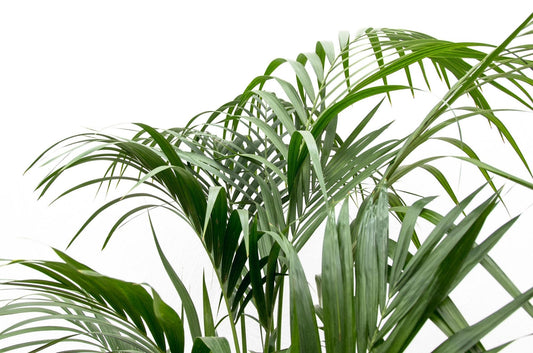Kentia palm – 180 cm – Ø24 - Botanic-Vibes