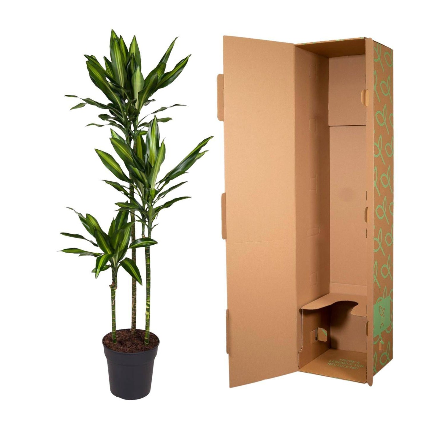 Dracaena cintho – 160 cm – ø24 - Botanic-Vibes