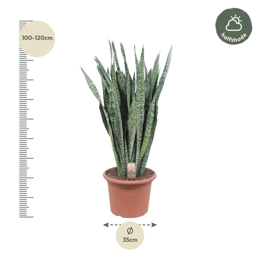 Sansevieria zeylenica – 110 cm – Ø35