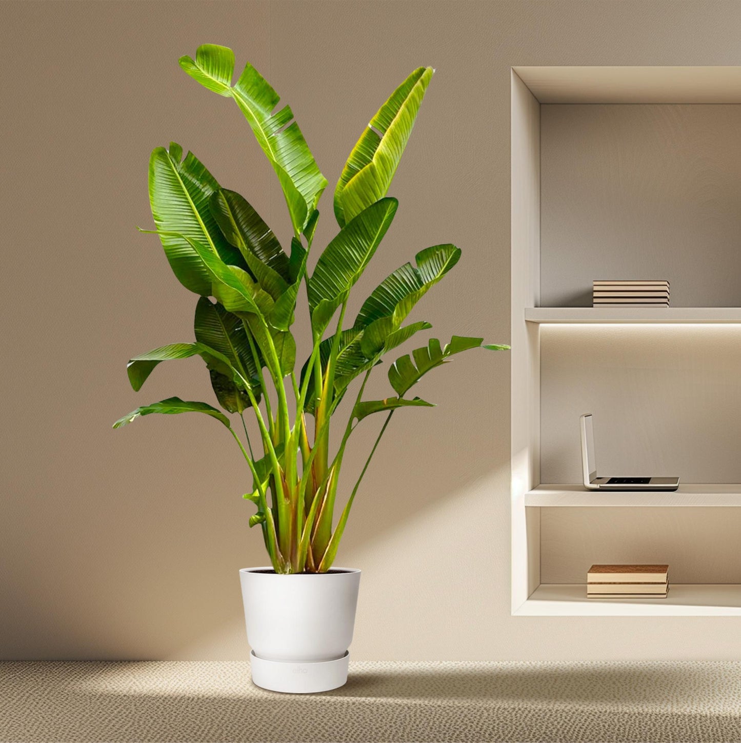 Strelitzia augusta multi-stamm XXL – 250 cm – Ø30–40