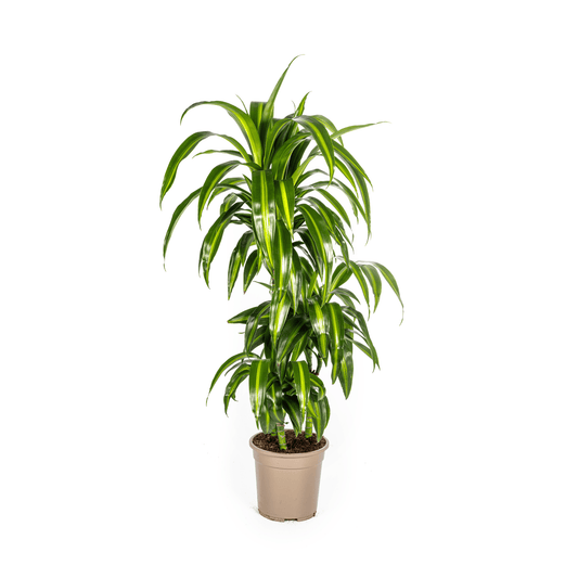 Dracaena Deremensis Hawaiian Sunshine Ø21cm - ↕90 - 110cm - Botanic-Vibes