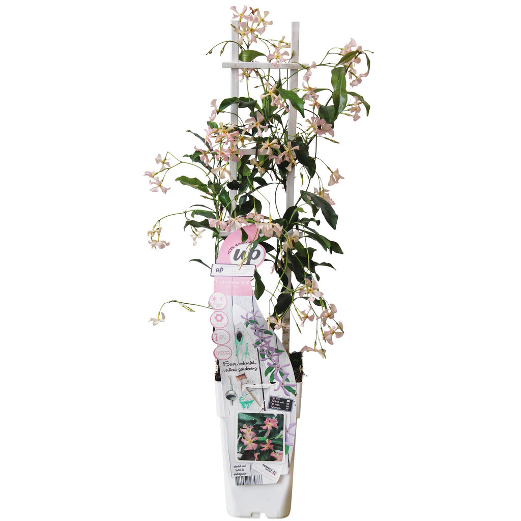 Trachelospermum 'Star of Ibiza', Toskanischer Jasmin Rosa, Ø15 cm, 65 cm