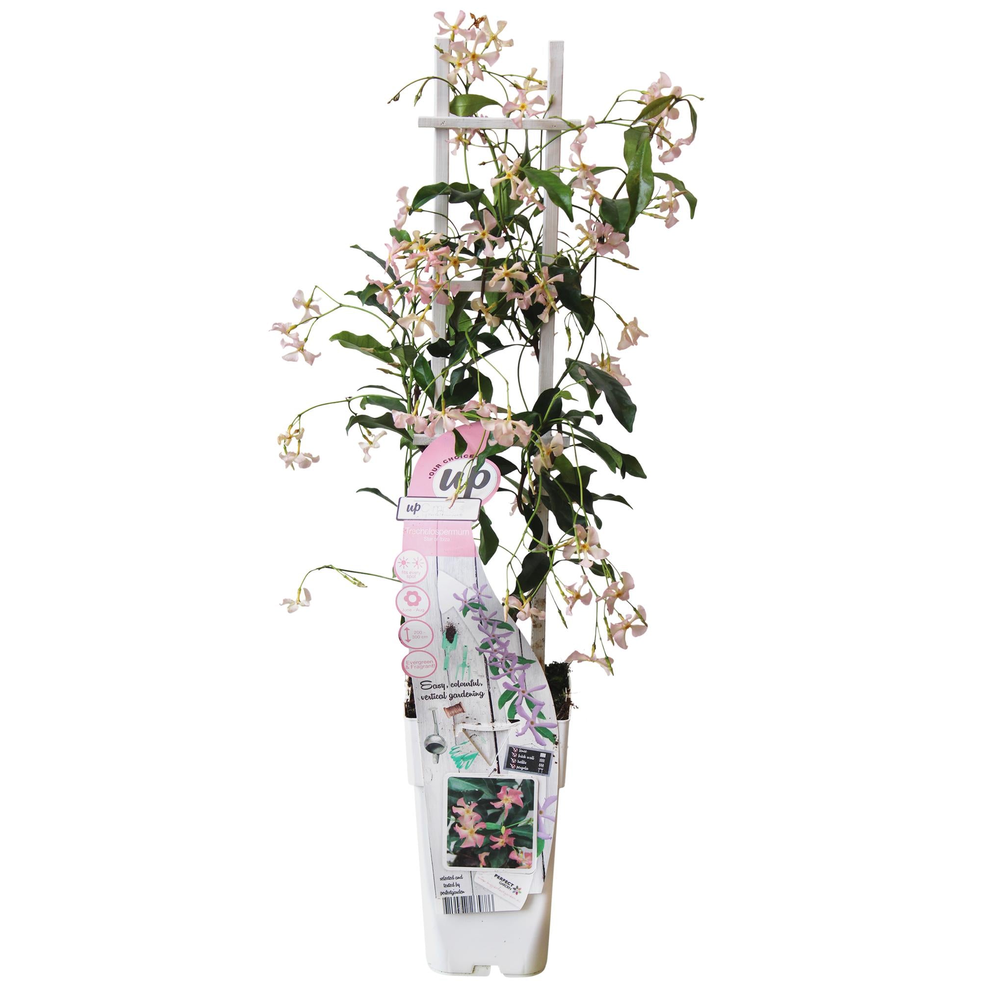 Trachelospermum 'Star of Ibiza', Toskanischer Jasmin Rosa, Ø15 cm, 65 cm