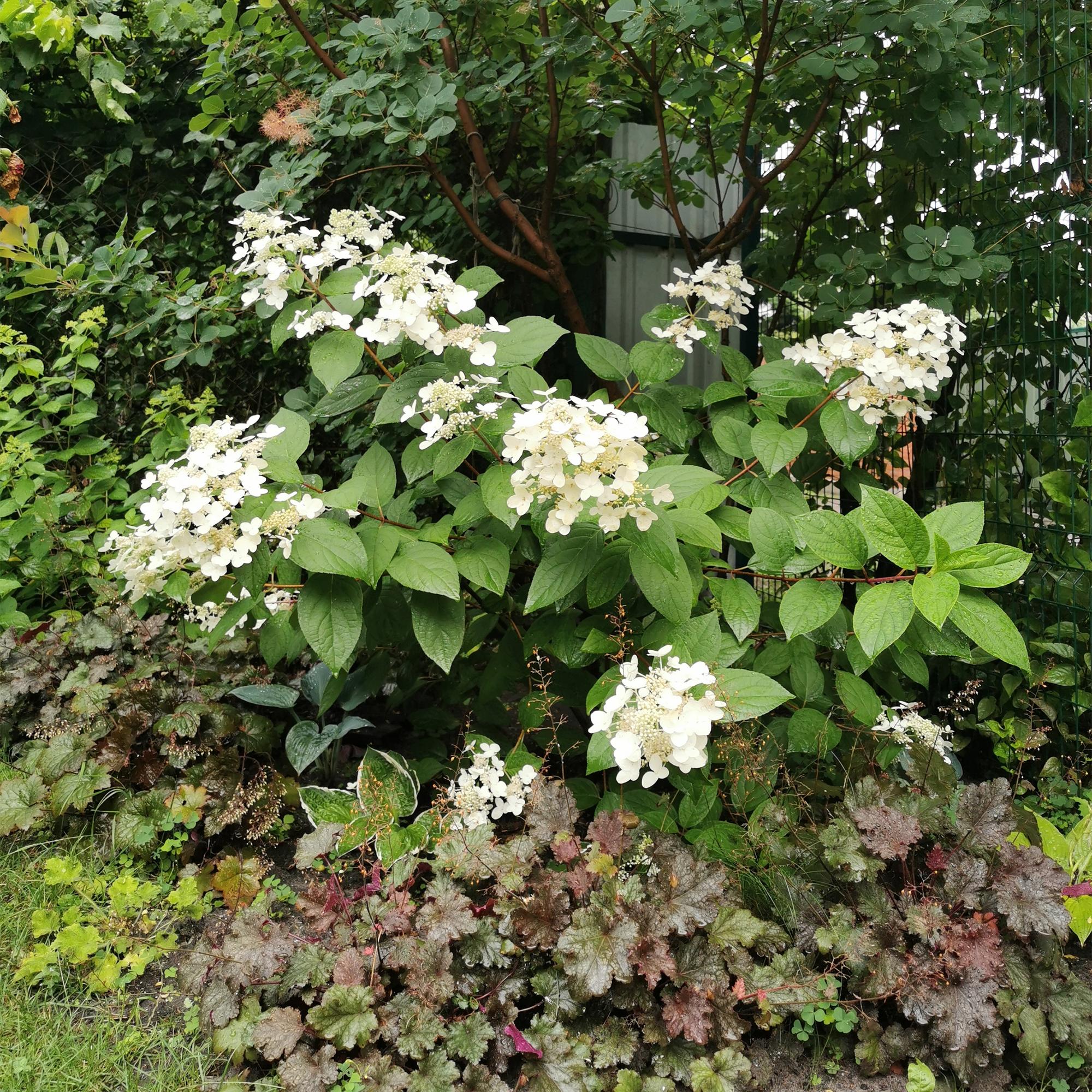 Rispenhortensie, Hydrangea panniculata Wims Rot, Blüte Weiß Rot, 1 Pflanze, Laubabwerfend, Große Blüten, Topf 17 cm 50 cm