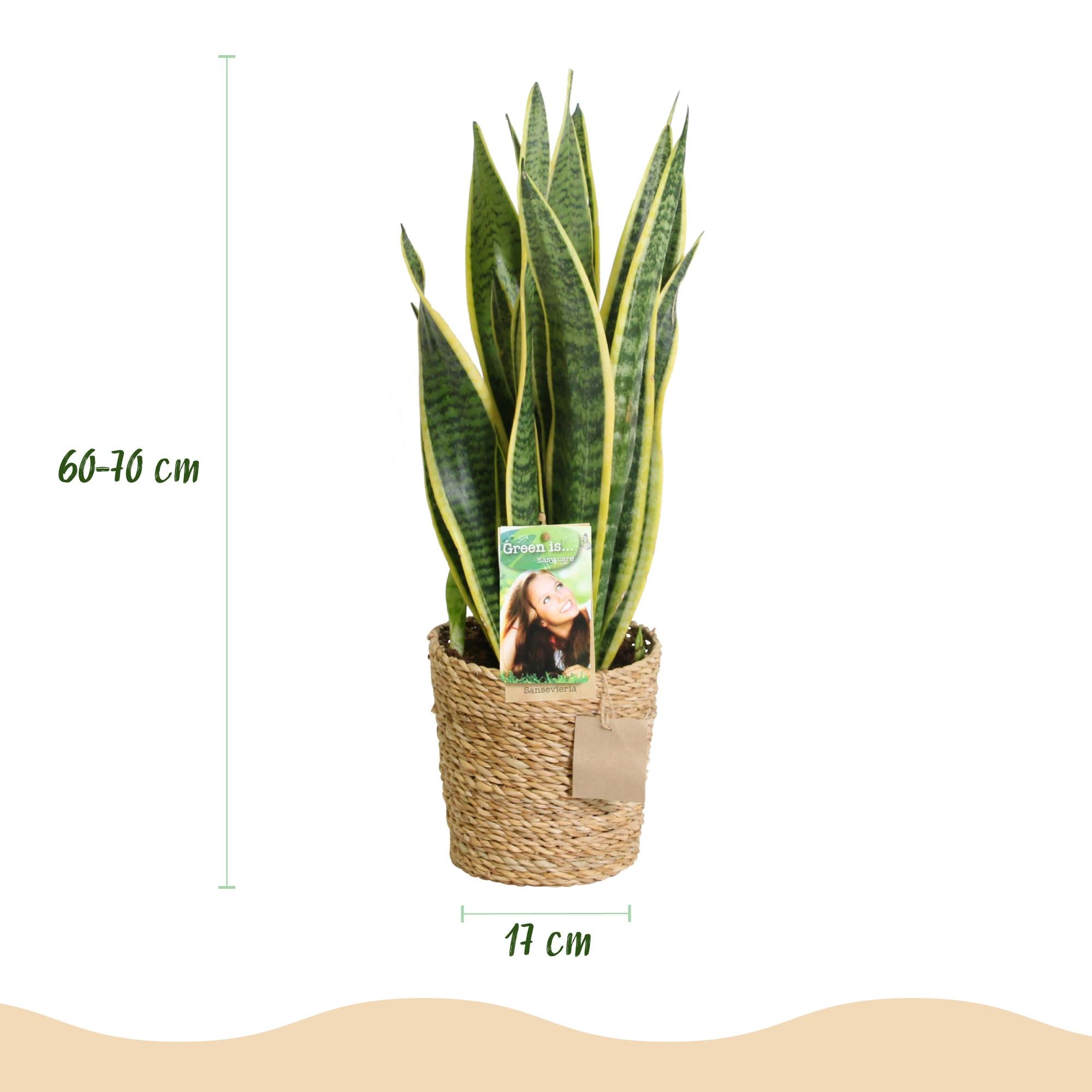 Zimmerpflanzen, Sansevieria Laurentii, Schwiegermutterzunge, Pflegeleicht, mit Korb, Grün, Gelb, 1 Pflanze, Topf 17 cm, 60-70 cm