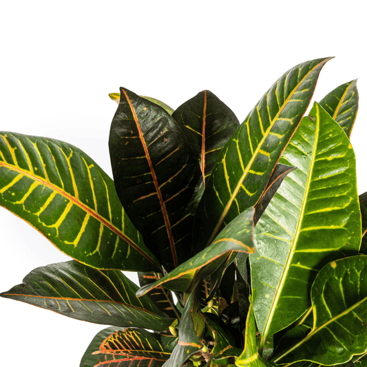 Codiaeum 'Croton' Petra Ø21cm - ↕60 - 80cm - Botanic-Vibes