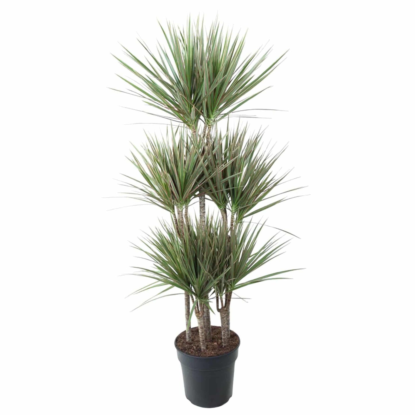 Dracaena bicolor carrousel – 150 cm – ø31 - Botanic-Vibes