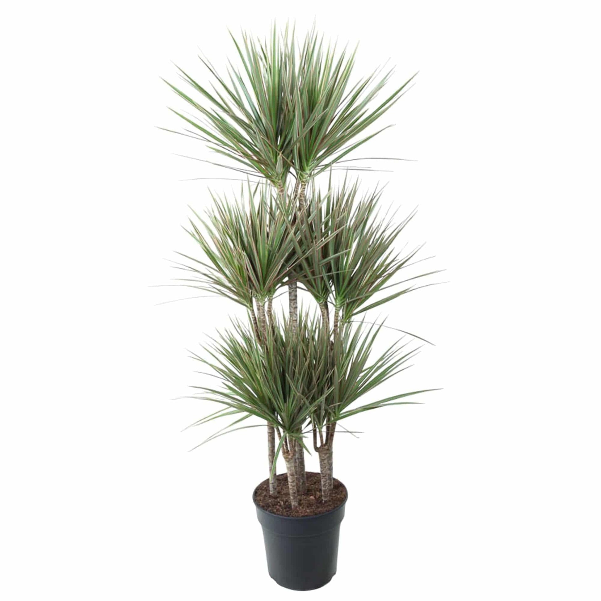 Dracaena bicolor carrousel – 150 cm – ø31 - Botanic-Vibes