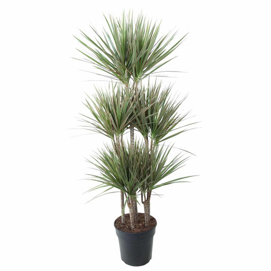 Dracaena bicolor carrousel – 150 cm – ø31 - Botanic-Vibes