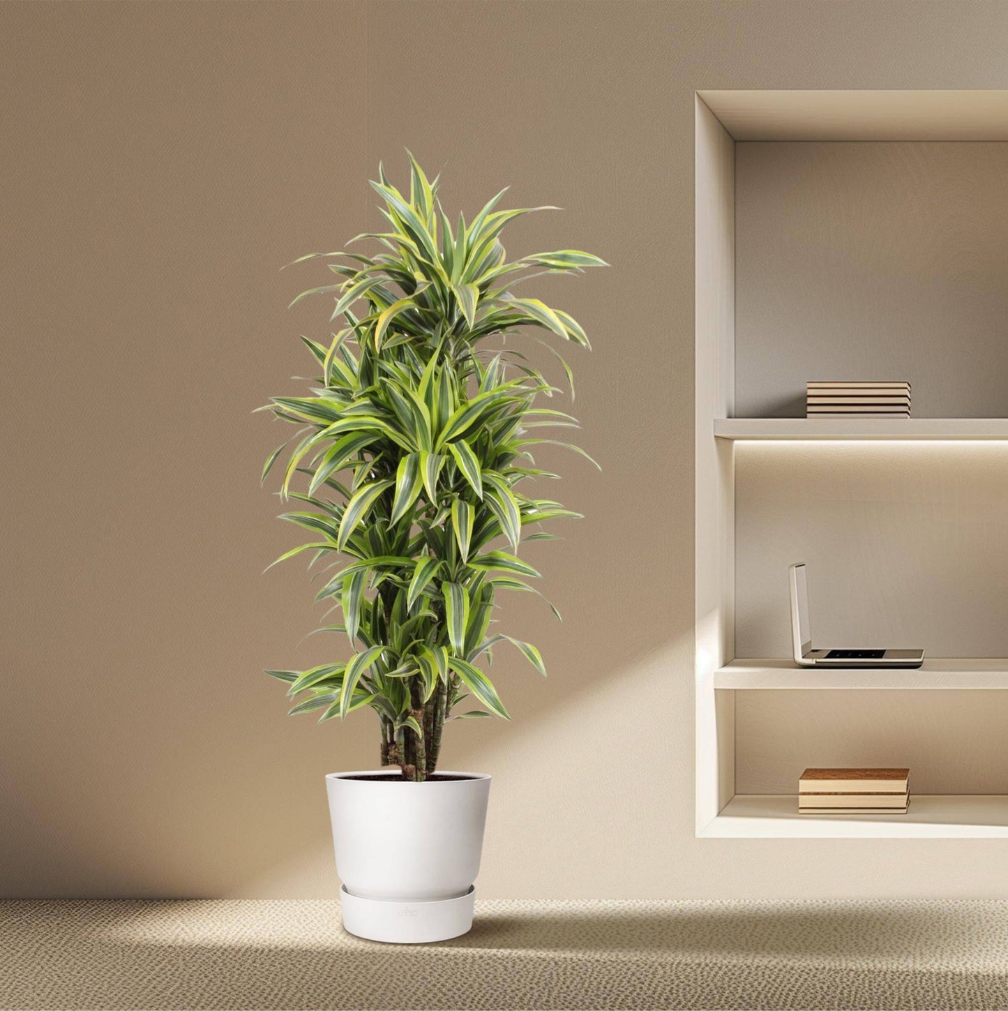 Dracaena Lemon Lime – 150 cm – Ø30 - Botanic-Vibes