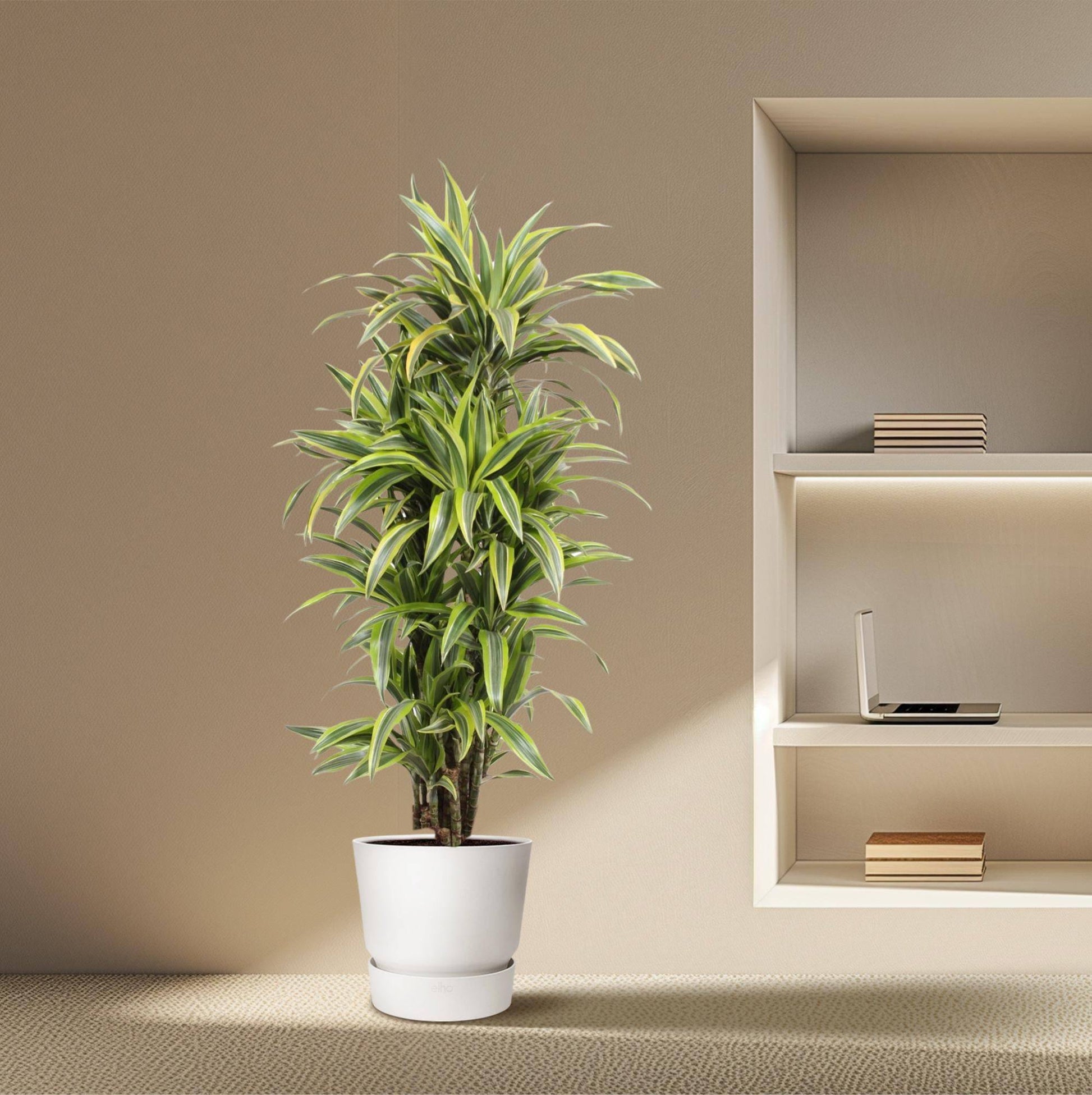 Dracaena Lemon Lime – 150 cm – Ø30 - Botanic-Vibes