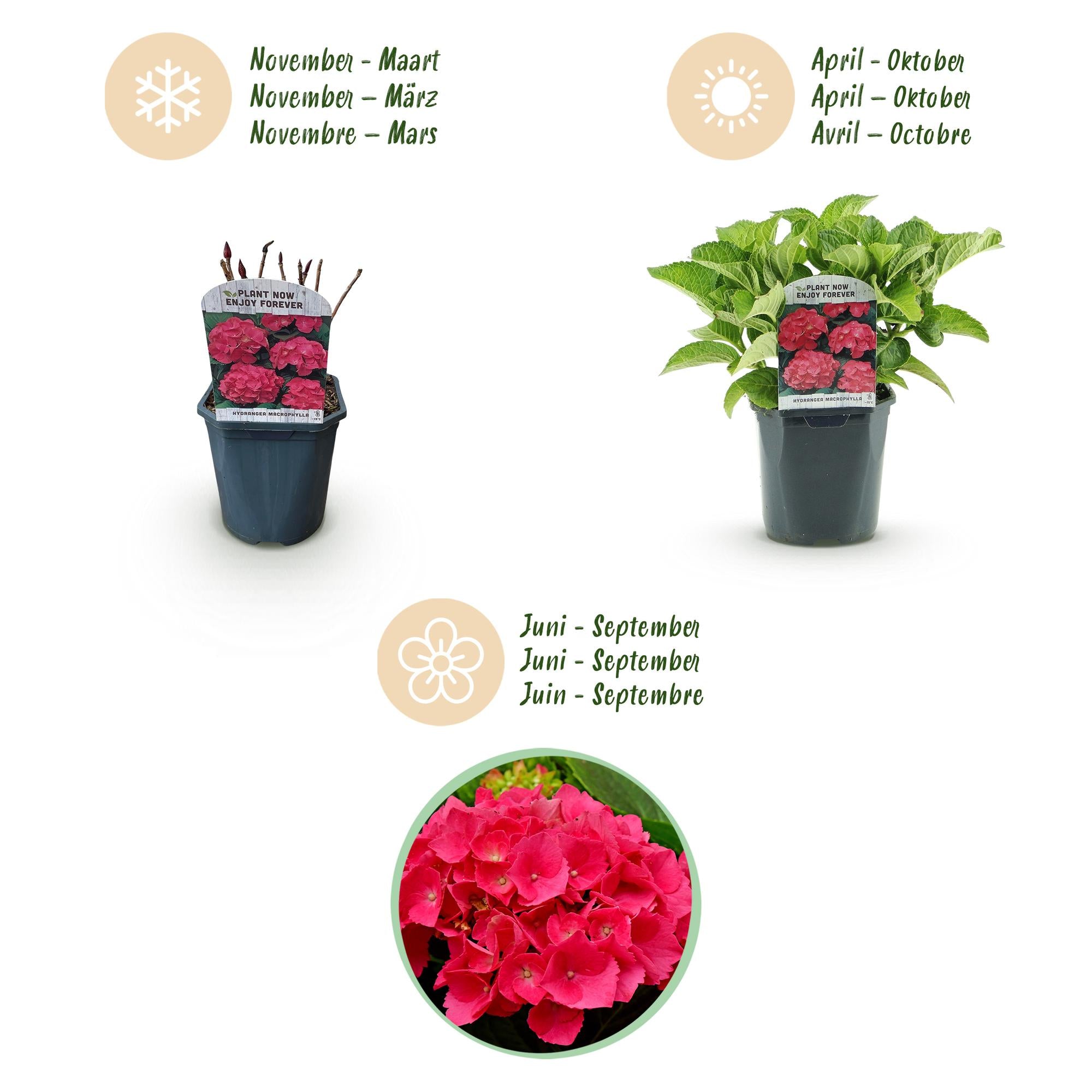 Hortensie, Hydrangea macrophylla Rot, Blüte Rot, 1 Pflanze, Laubabwerfend, Wenig Pflege, Topf 17 cm 30 cm