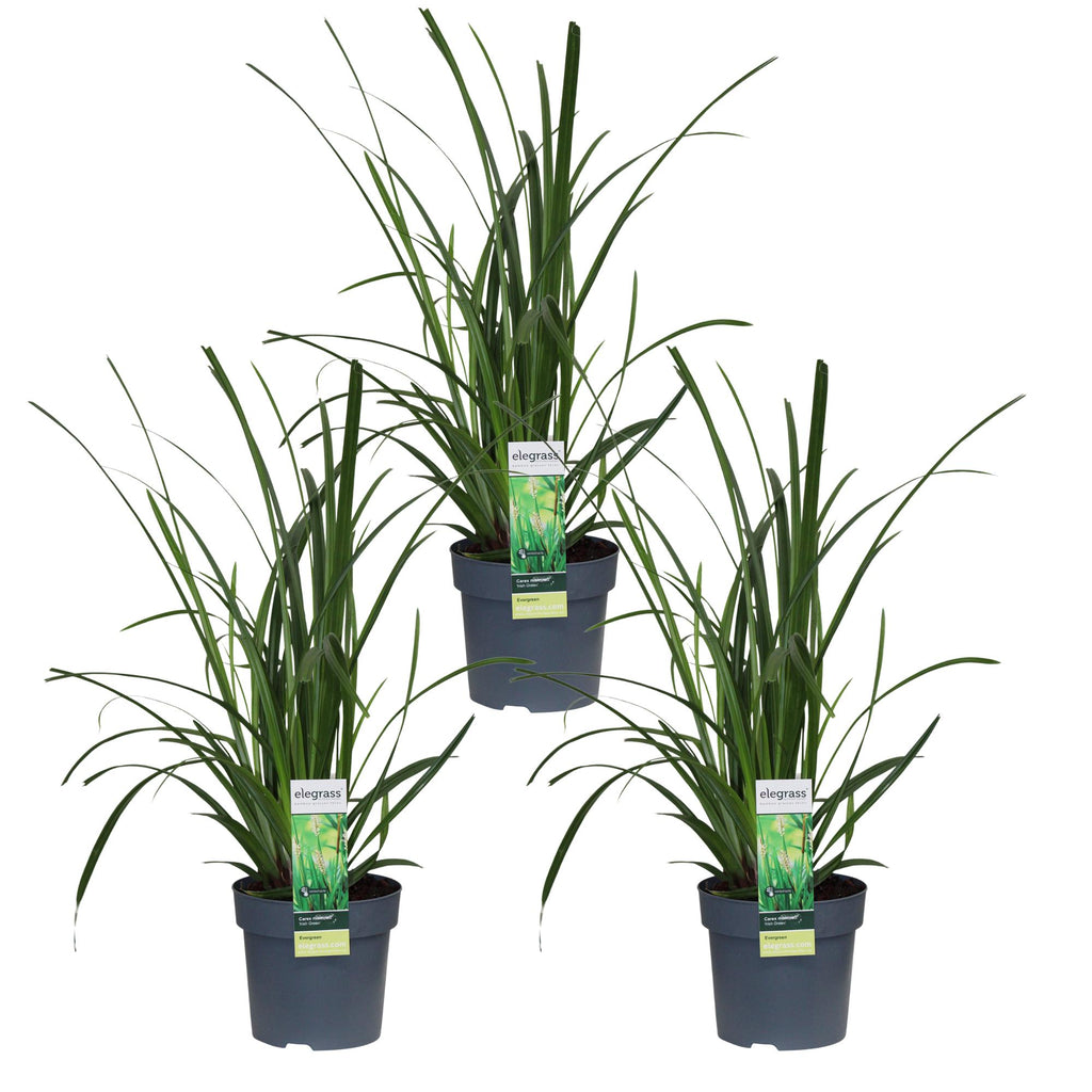 3x, Carex morrowii 'Irish Grün', 30 cm, Ø14 cm