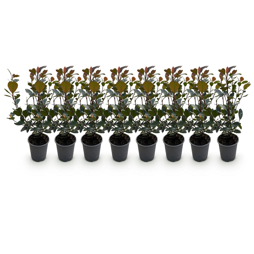 Heckenpflanzen, Photinia Little Rot Robin, Blatt Rot, 8 Pflanzen, 1 Laufmeter, Immergrün, Topf 9 cm 30-35 cm