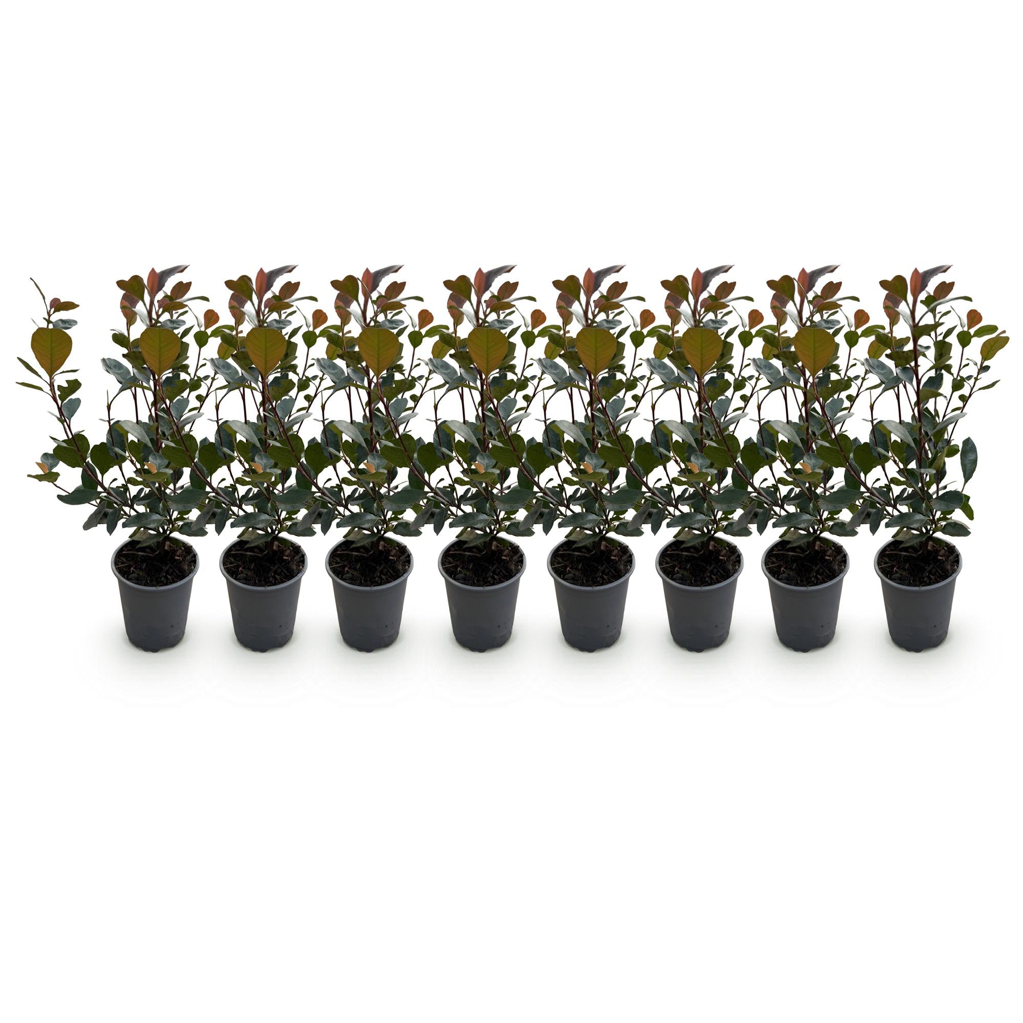 Heckenpflanzen, Photinia Little Rot Robin, Blatt Rot, 8 Pflanzen, 1 Laufmeter, Immergrün, Topf 9 cm 30-35 cm