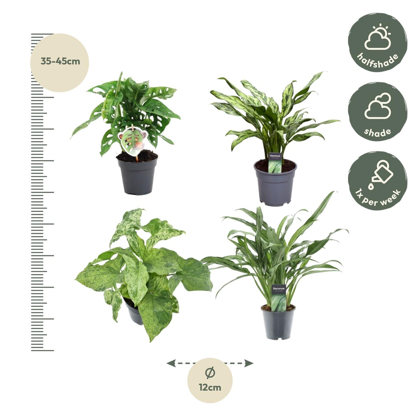 Groen mix 4 planten – monstera obliqua 'monkey leaf' – 25 cm – Ø12 – aglaonema juliette – 40 cm – Ø12 – syngonium mottled – 25 cm – Ø12 – aglaonema cutlass – 40 cm – Ø12