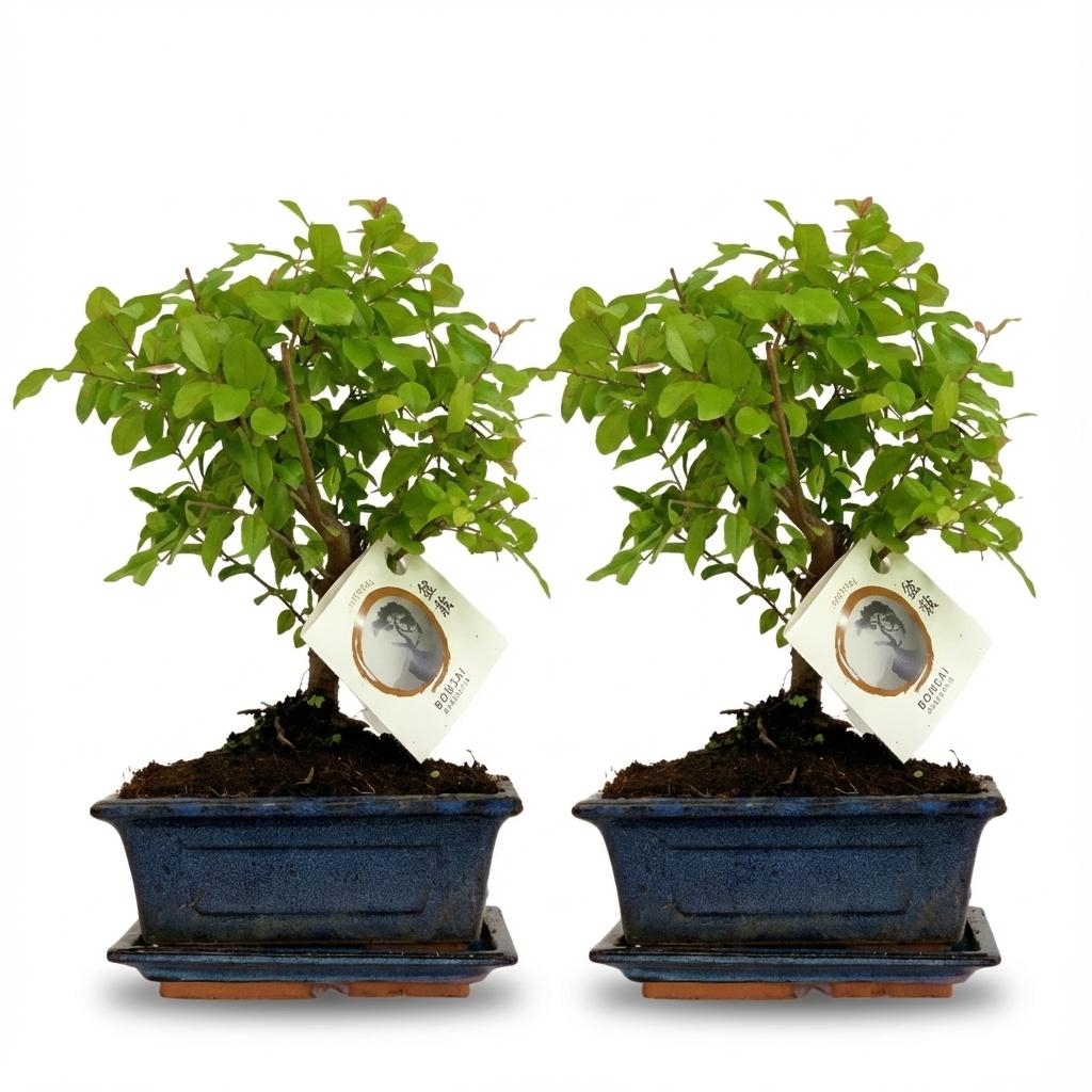 Bonsai Kugelform Baum, 2 Stück, 25-30 cm (Keramik-Mix)