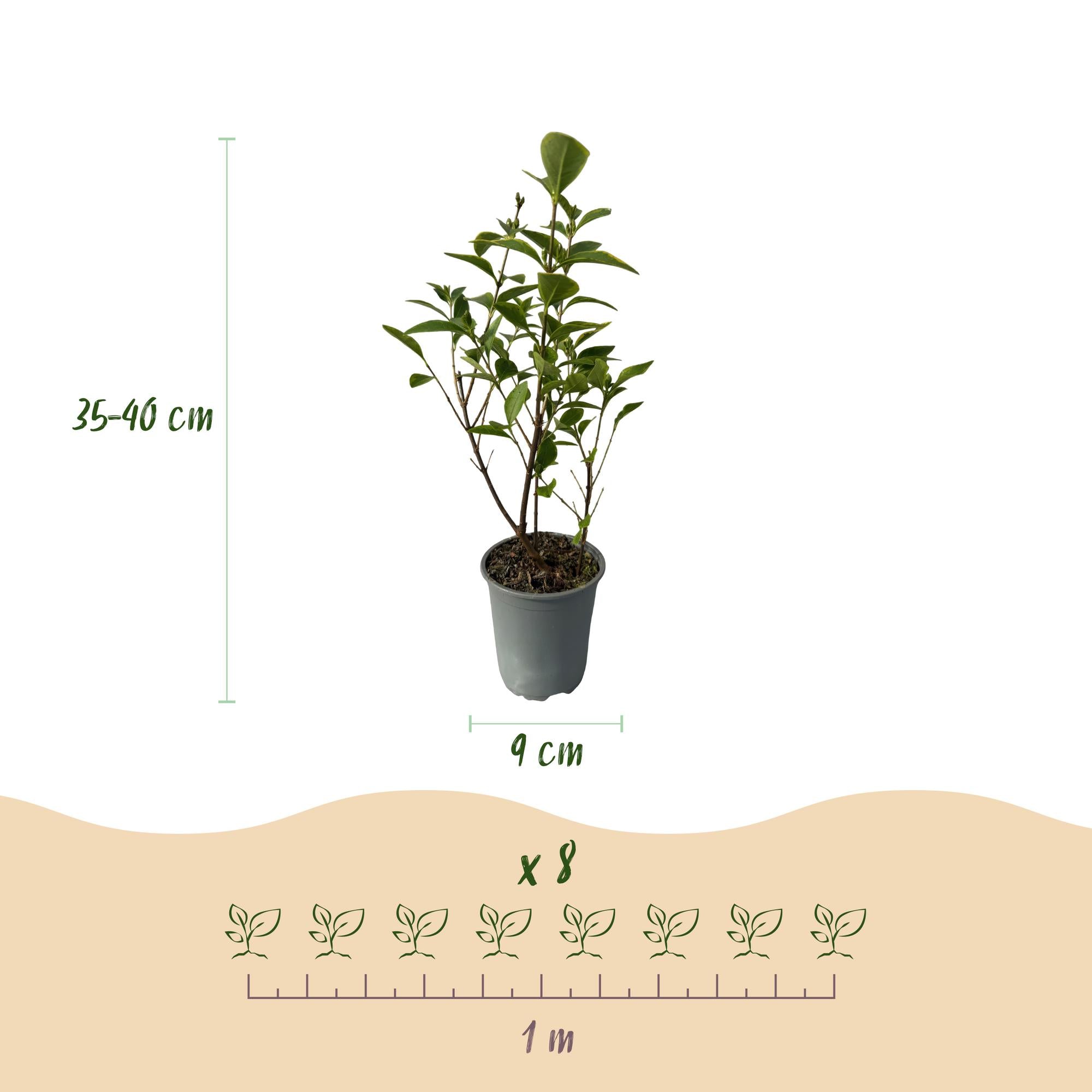 Heckenpflanzen, Ligustrum ovalifolium Aureum, Blätter gelb grün, 8 Pflanzen, 1 laufender Meter, immergrün, Topf 9 cm 35-40 cm