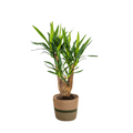 Yucca Elephantipes Verzweigt mit Korb Ø21 cm, 60-70 cm