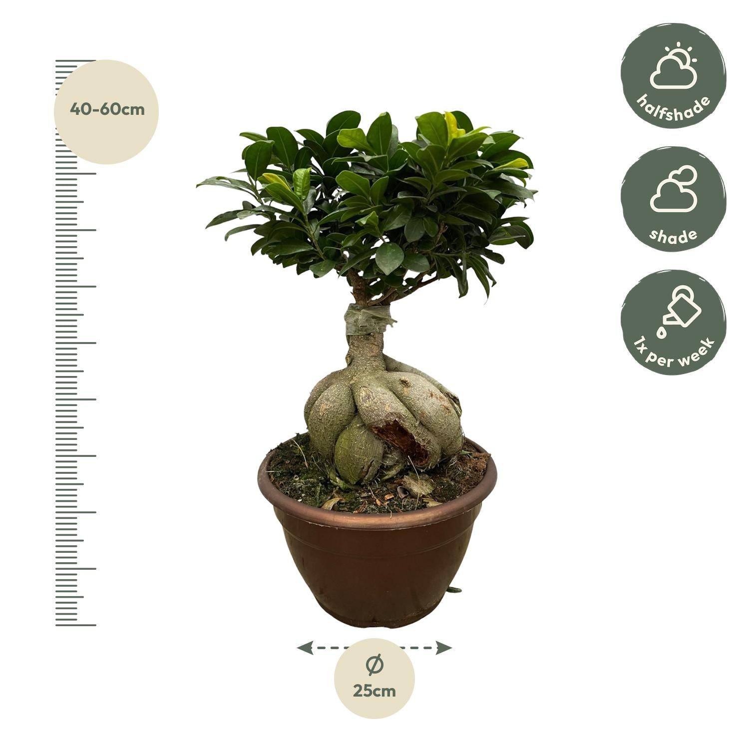Ficus Microcarpa Ginseng – 50 cm – Ø25 - Botanic-Vibes