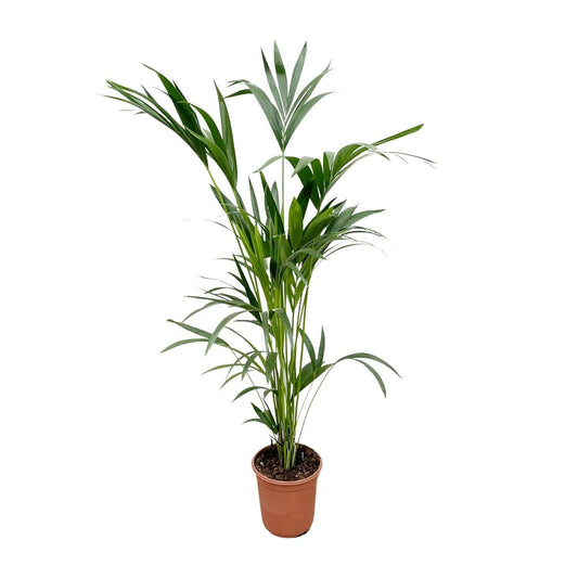 Kentia palm – 160 cm – Ø24 - Botanic-Vibes